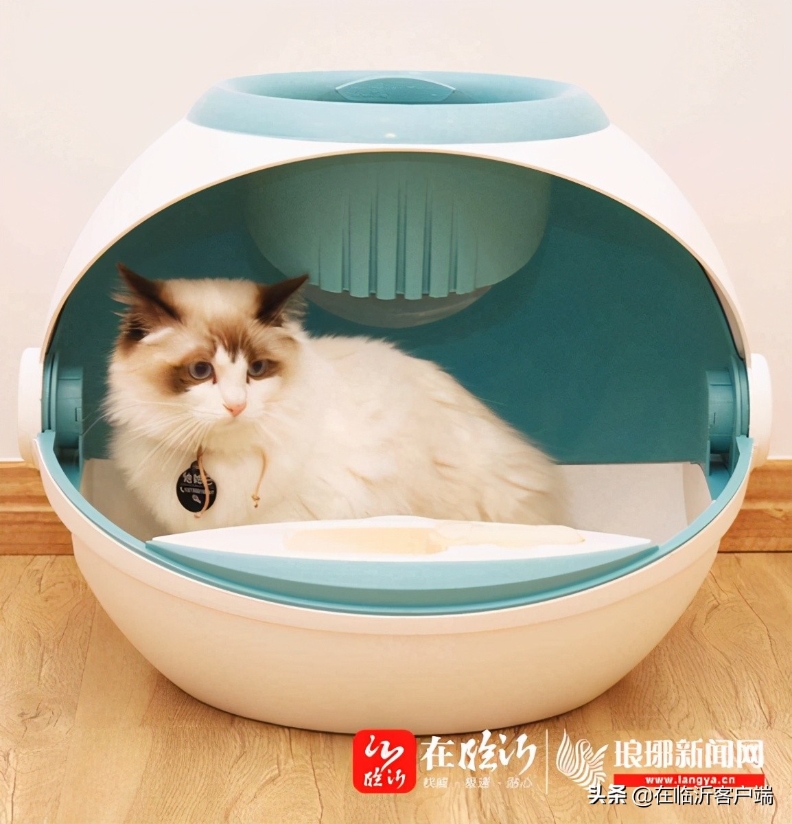 吸猫的同学们看过来 多猫家庭选猫砂盆如何避坑-派特超人-宠物