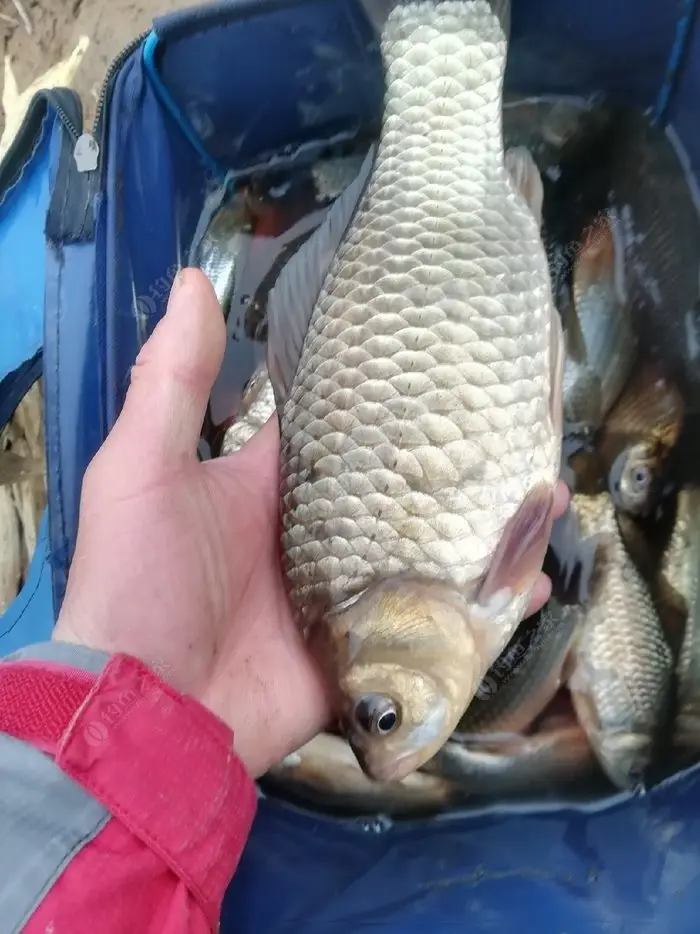 鲫鱼烂鳃,烂尾,水霉病的病因和防控措施-派特超人-宠物