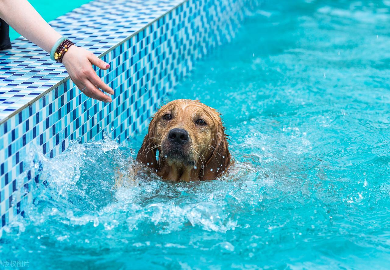 食物中毒?寄生虫感染?中暑?收好这份狗狗夏季大保健指南-派特超人-宠物