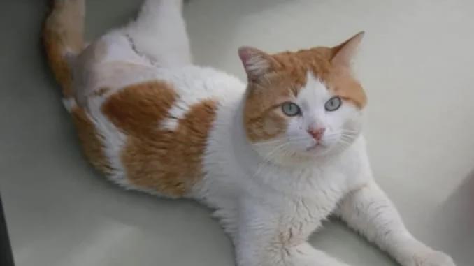 猫咪瘸腿原因_流浪猫装残疾骗吃_猫咪多发性关节炎：僵硬步态诊断