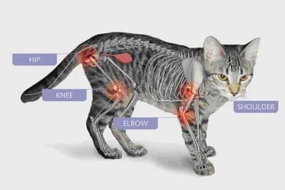 猫咪多发性关节炎：僵硬步态诊断_流浪猫装残疾骗吃_猫咪瘸腿原因