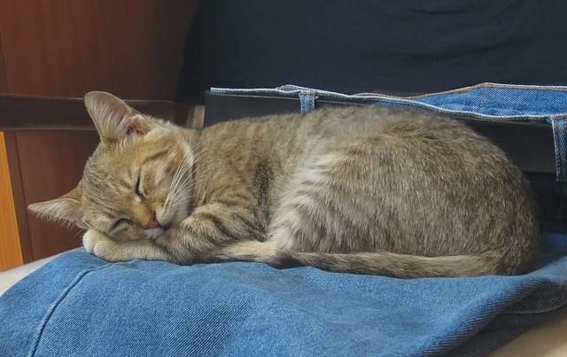 流浪猫装残疾骗吃_猫咪瘸腿原因_猫咪多发性关节炎：僵硬步态诊断