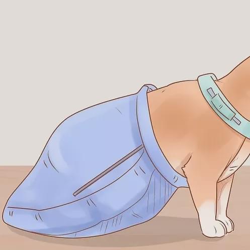 猫咪多发性关节炎：僵硬步态诊断_猫咪瘸腿原因_流浪猫装残疾骗吃