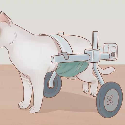 猫咪瘸腿原因_流浪猫装残疾骗吃_猫咪多发性关节炎：僵硬步态诊断