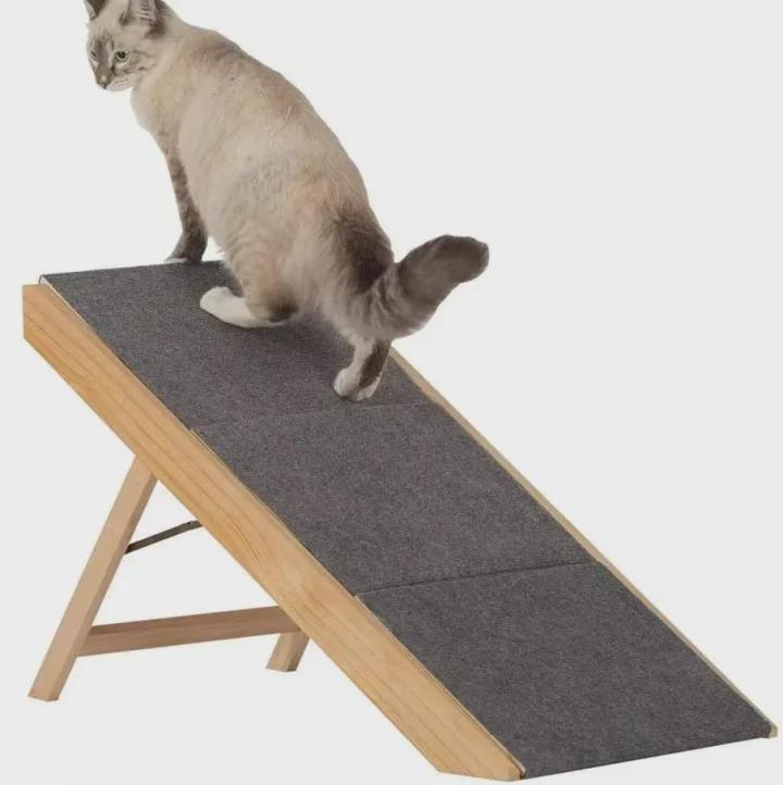 流浪猫装残疾骗吃_猫咪瘸腿原因_猫咪多发性关节炎：僵硬步态诊断
