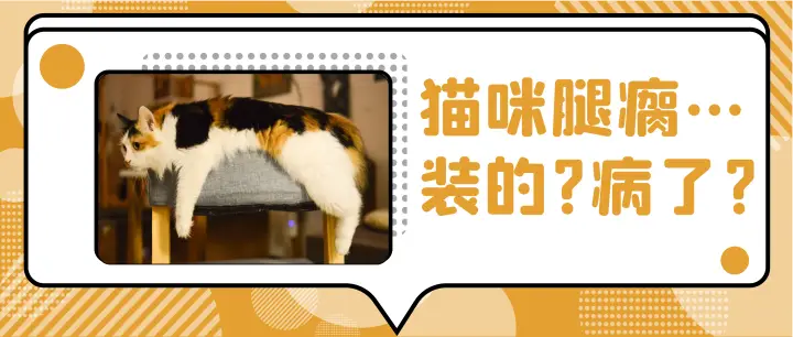 猫咪瘸腿原因_猫咪多发性关节炎：僵硬步态诊断_流浪猫装残疾骗吃