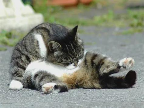 猫咪多发性关节炎：僵硬步态诊断_猫咪瘸腿原因_流浪猫装残疾骗吃