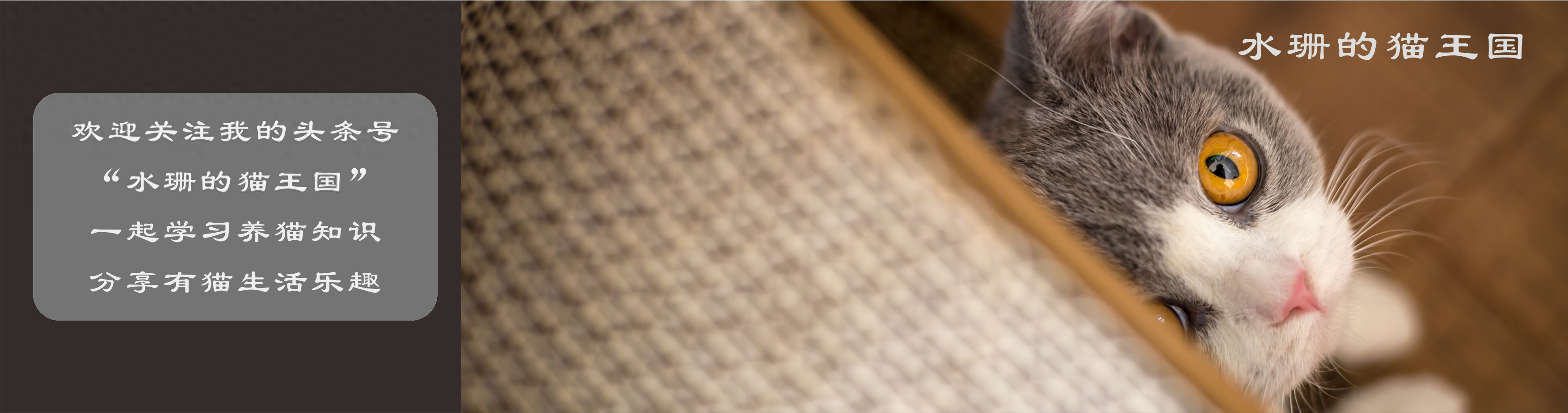 实际养猫经验告诉你,家里到底应该放几个猫砂盆?-派特超人-宠物