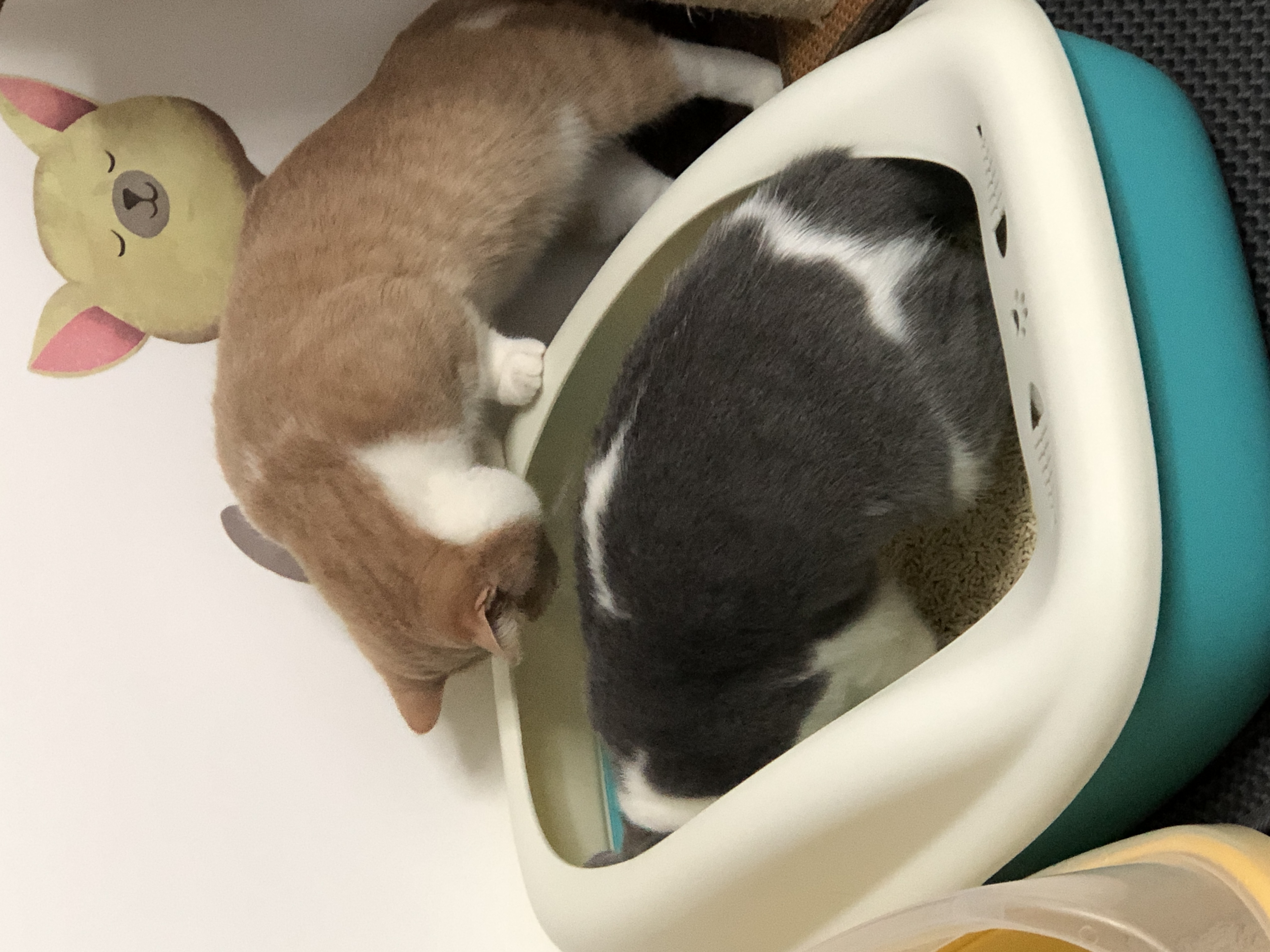 猫砂盆数量选择_猫咪如厕行为_如何选择最适合的猫砂盆