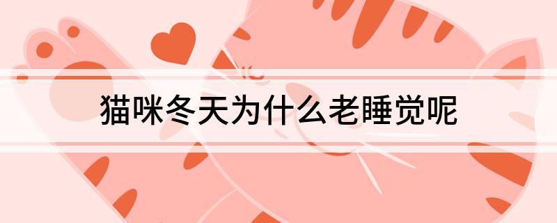 猫咪冬天为什么老睡觉呢-派特超人-宠物