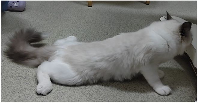 幼猫运动神经传导障碍诊断_幼猫多发性神经病变治疗_猫咪多发性关节炎：僵硬步态诊断