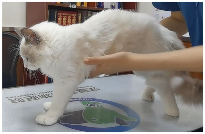 幼猫多发性神经病变治疗_猫咪多发性关节炎：僵硬步态诊断_幼猫运动神经传导障碍诊断
