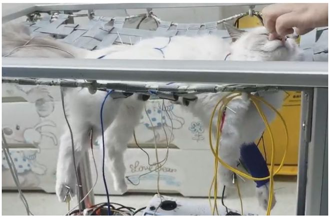 猫咪多发性关节炎：僵硬步态诊断_幼猫运动神经传导障碍诊断_幼猫多发性神经病变治疗