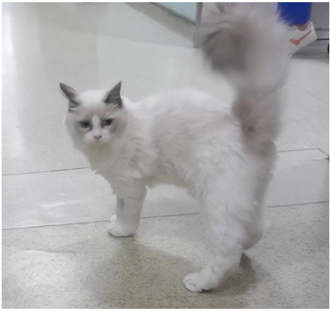 幼猫多发性神经病变治疗_猫咪多发性关节炎：僵硬步态诊断_幼猫运动神经传导障碍诊断