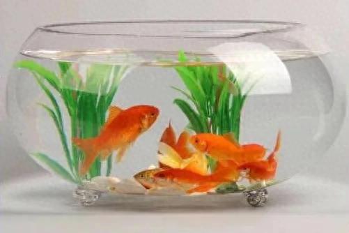 新手养泰狮鱼缸问题_开缸秘籍低成本养鱼_鱼缸开缸养水的正确步骤