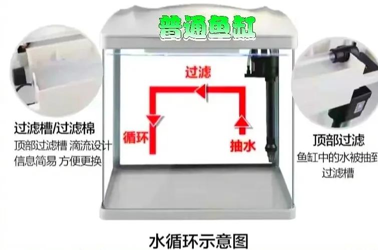 鱼缸开缸养水的正确步骤_开缸秘籍低成本养鱼_新手养泰狮鱼缸问题