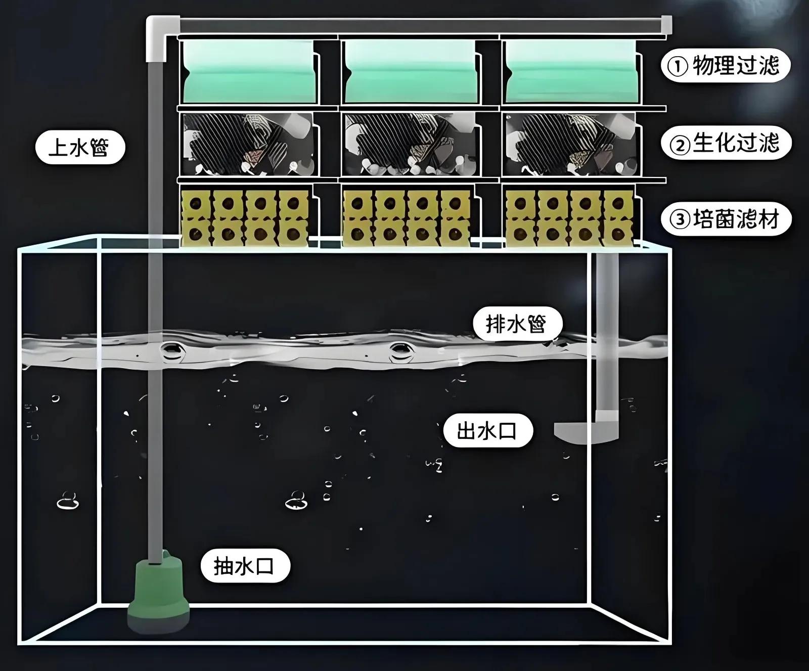 开缸秘籍低成本养鱼_鱼缸开缸养水的正确步骤_新手养泰狮鱼缸问题