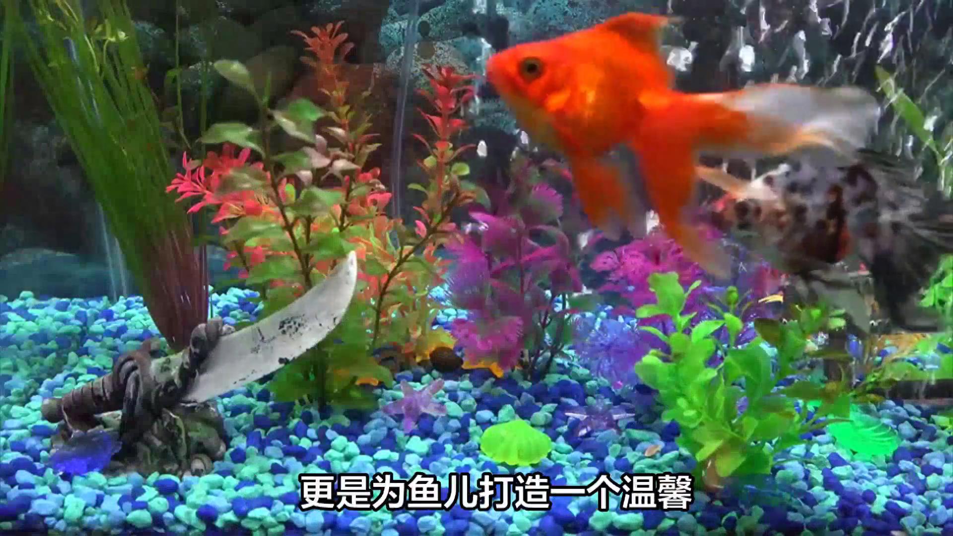 新手必看:怎么开缸养水?如何判断开缸是否成功?-派特超人-宠物