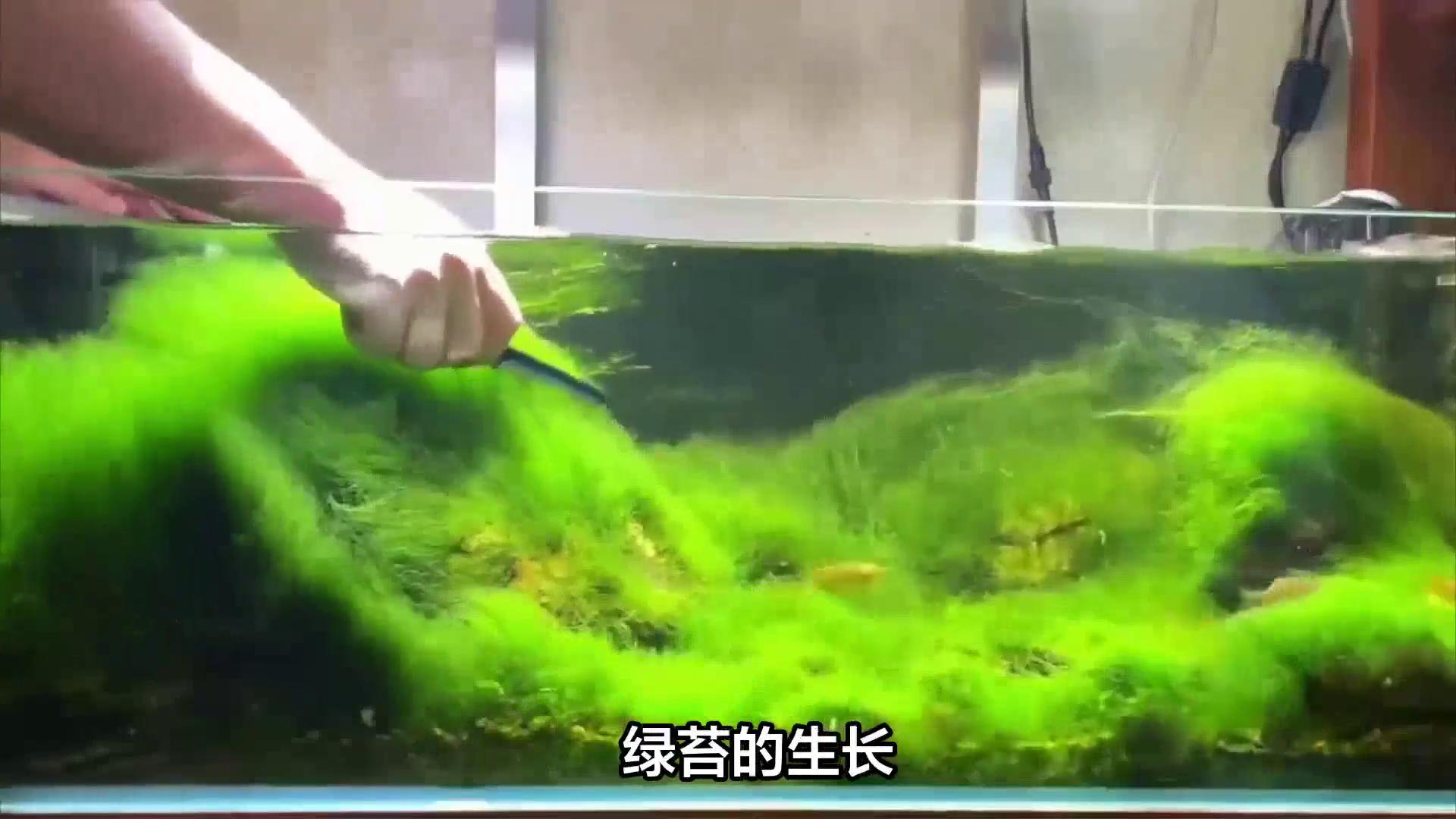 判断开缸成功绿苔标准_鱼缸开缸养水的正确步骤_开缸养水技巧