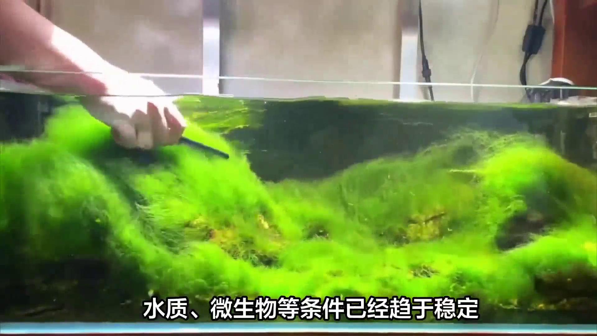 鱼缸开缸养水的正确步骤_开缸养水技巧_判断开缸成功绿苔标准
