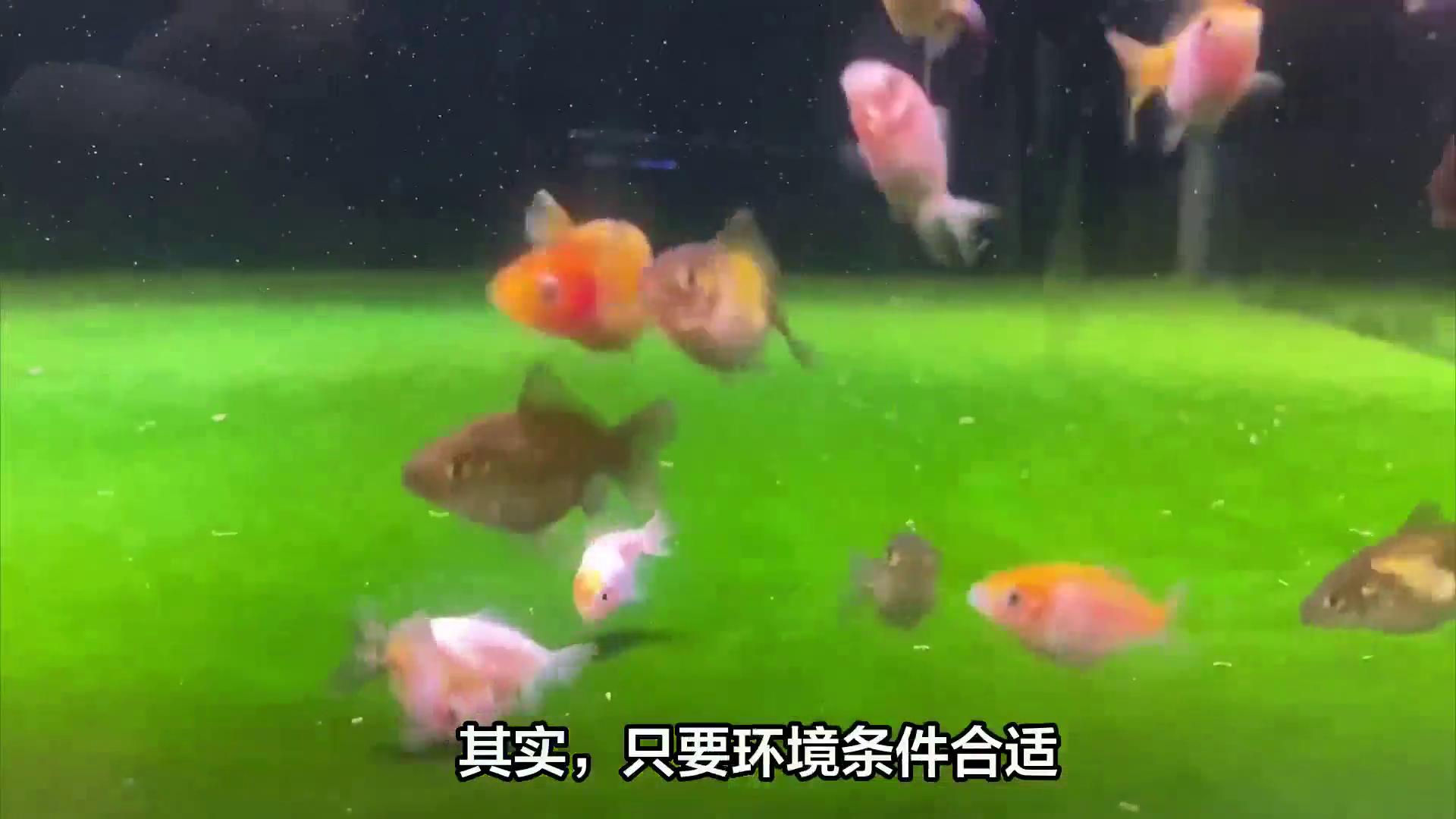 开缸养水技巧_鱼缸开缸养水的正确步骤_判断开缸成功绿苔标准