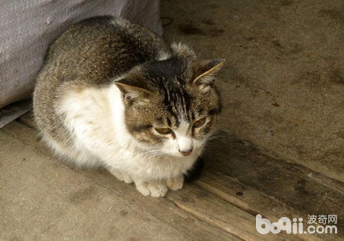 猫咪维生素A缺乏症状及防治_猫咪维生素A中毒：过量肝脏的危害_维生素A对猫咪视力的重要性