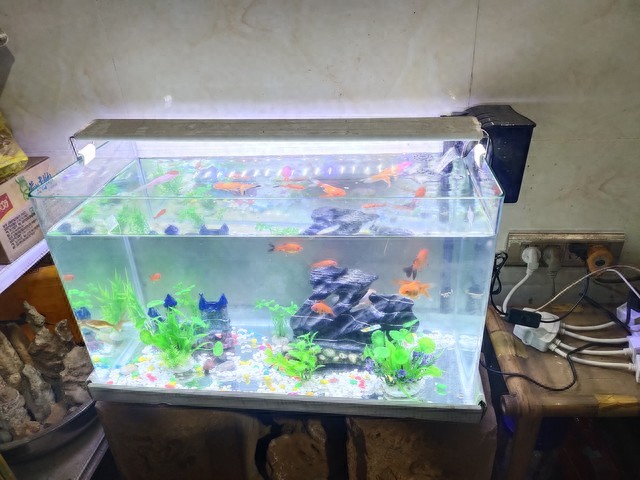 新鱼缸消毒步骤_开缸步骤详解_鱼缸开缸养水的正确步骤