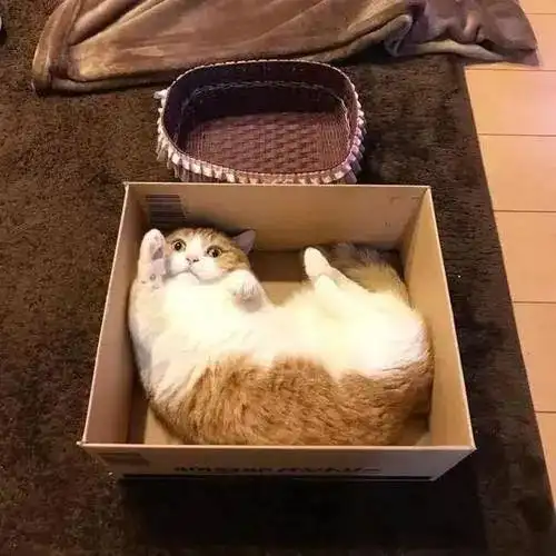 猫咪为什么爱睡在鞋柜里_猫减压箱子_猫咪喜欢箱子原因