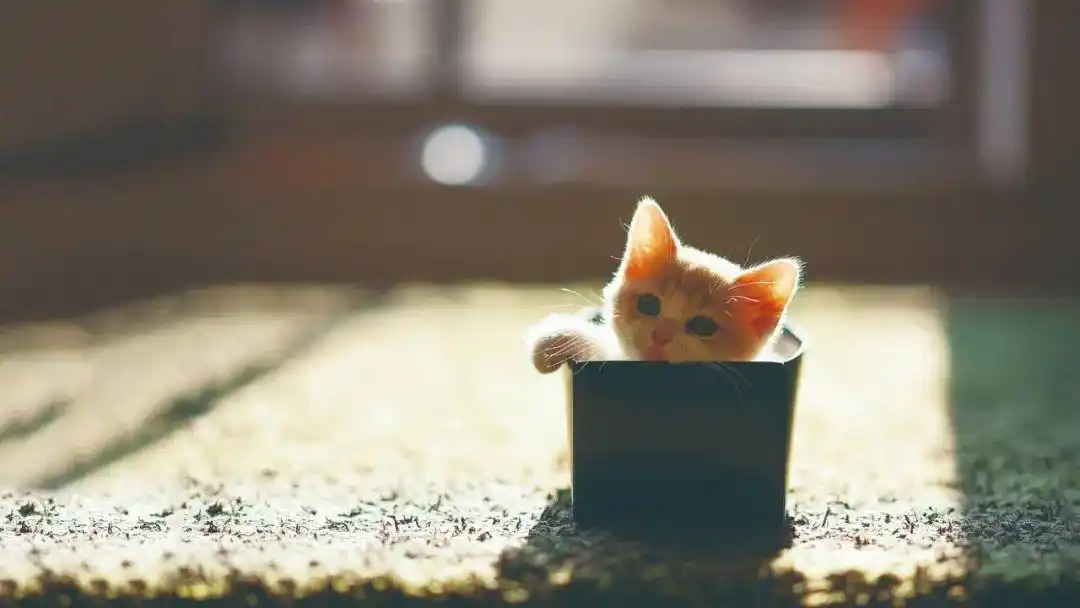 猫咪喜欢箱子原因_猫咪为什么爱睡在鞋柜里_猫减压箱子
