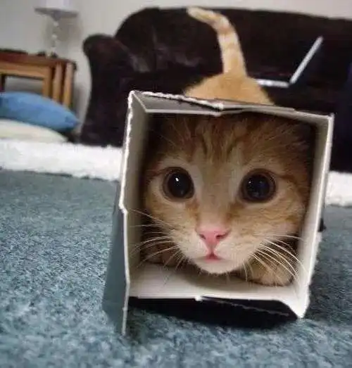 猫咪为什么爱睡在鞋柜里_猫减压箱子_猫咪喜欢箱子原因
