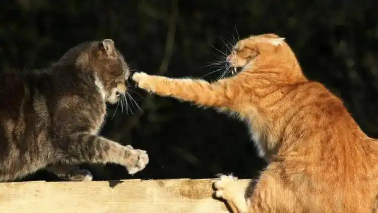 猫减压箱子_猫咪喜欢箱子原因_猫咪为什么爱睡在鞋柜里
