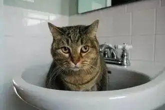 猫咪为什么爱睡在鞋柜里_猫减压箱子_猫咪喜欢箱子原因