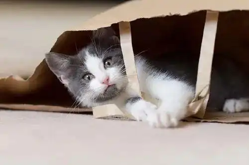 猫咪为什么爱睡在鞋柜里_猫咪喜欢箱子原因_猫减压箱子