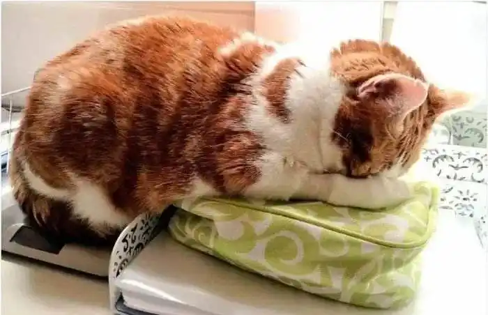 猫咪喜欢箱子原因_猫咪为什么爱睡在鞋柜里_猫减压箱子