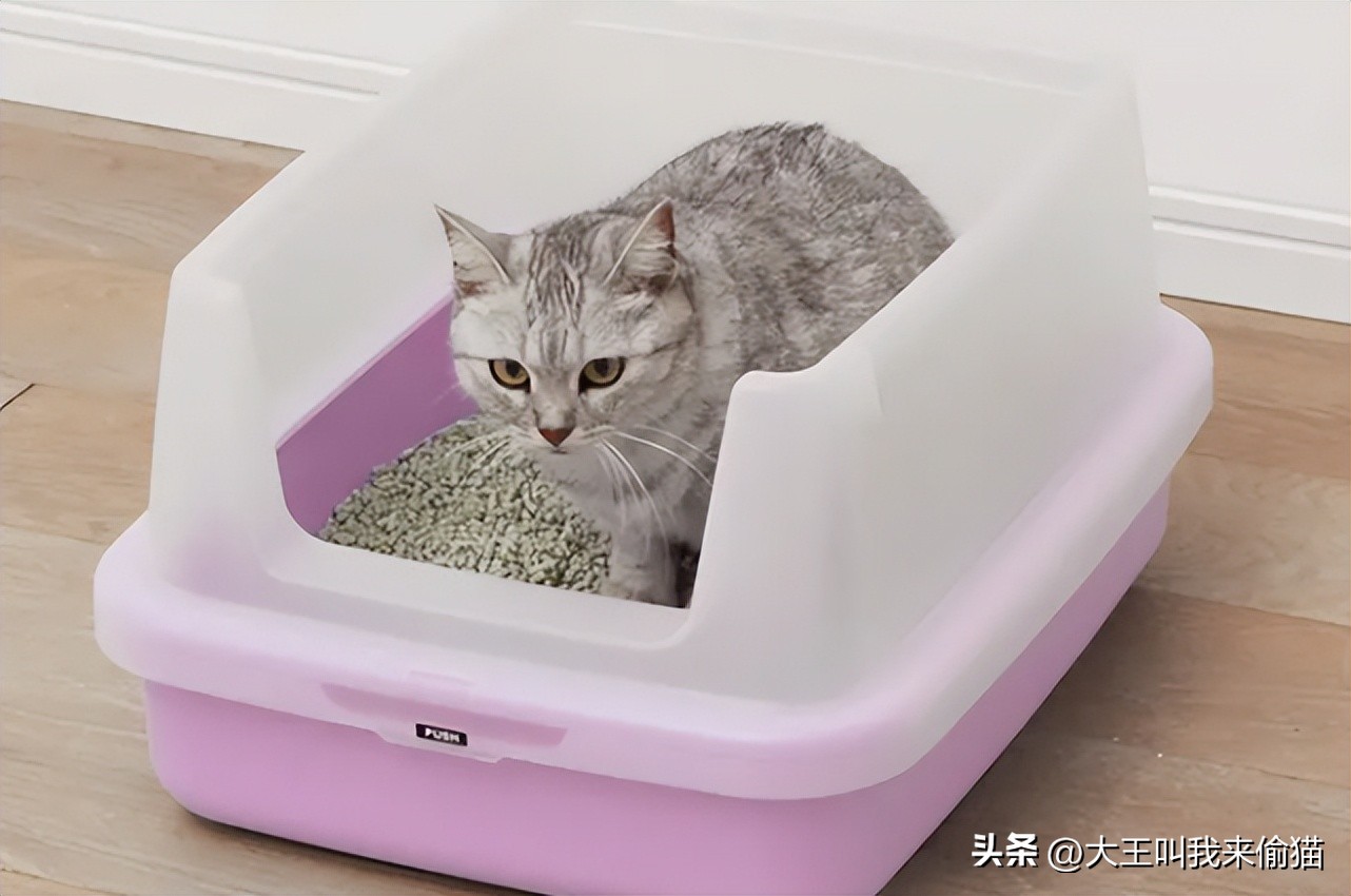 新手养猫猫砂盆怎么选择，分析封闭式和开放式猫砂盆，该如何选择-派特超人-宠物
