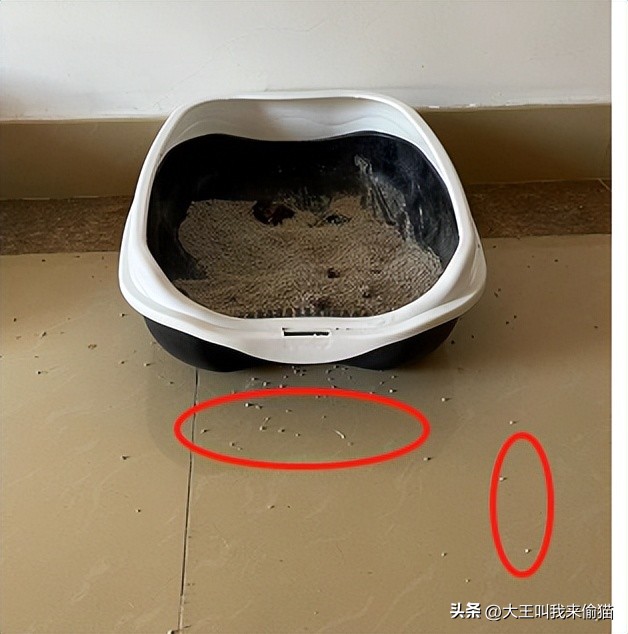 猫砂盆选择指南_如何选择最适合的猫砂盆_新手养猫猫砂盆推荐