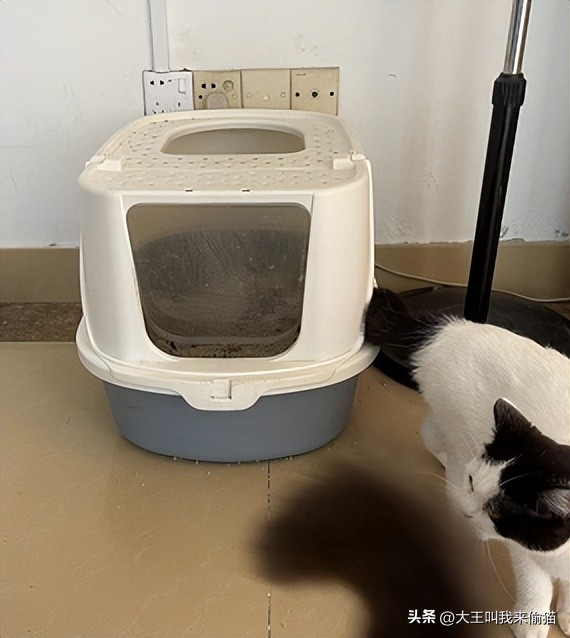 如何选择最适合的猫砂盆_新手养猫猫砂盆推荐_猫砂盆选择指南