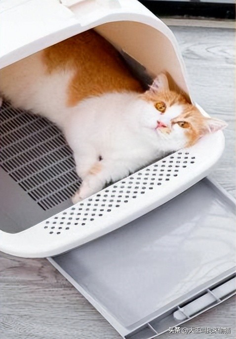 新手养猫猫砂盆推荐_如何选择最适合的猫砂盆_猫砂盆选择指南