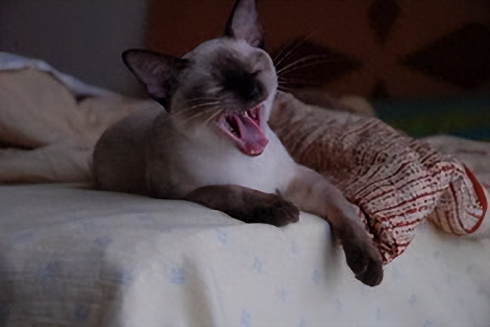 新手养猫指南：为什么说公猫是更适合小白的“梦中情猫”？-派特超人-宠物