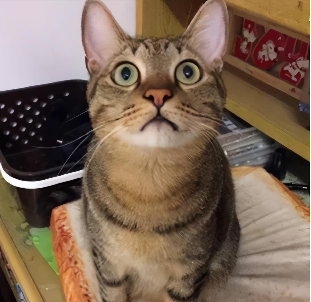 猫咪的日常社交行为解析_公猫性格优势_新手养猫选择公猫
