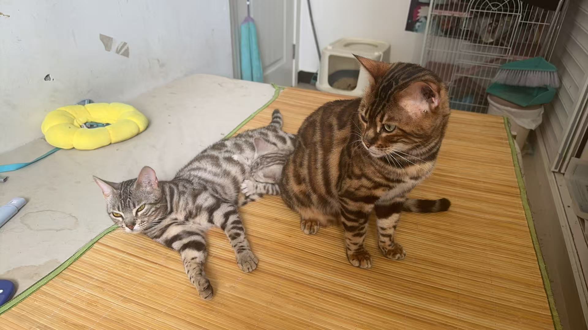 公猫性格优势_猫咪的日常社交行为解析_新手养猫选择公猫