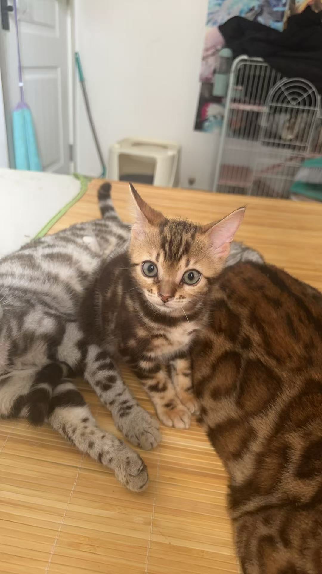 公猫性格优势_新手养猫选择公猫_猫咪的日常社交行为解析