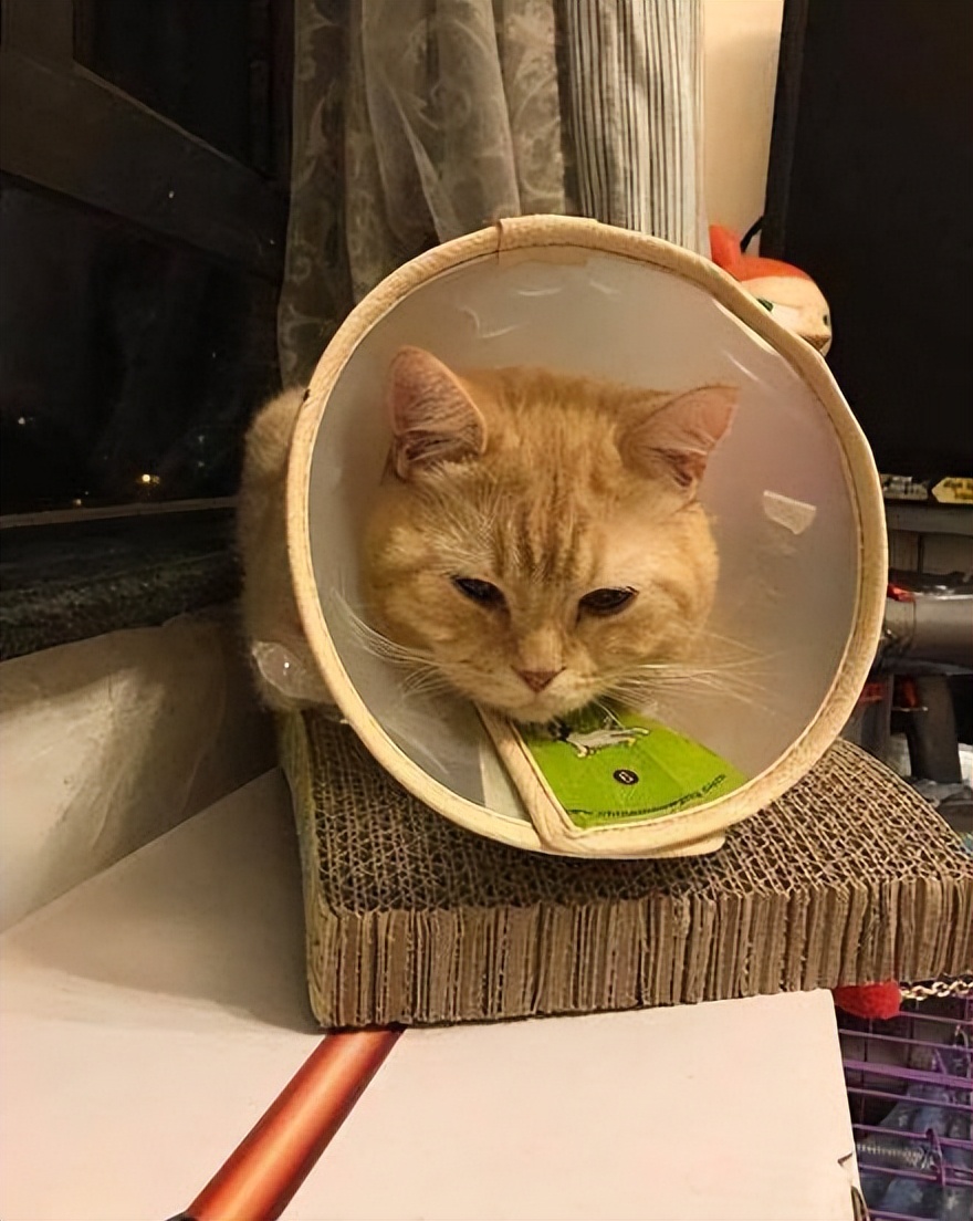 猫咪的日常社交行为解析_公猫性格优势_新手养猫选择公猫