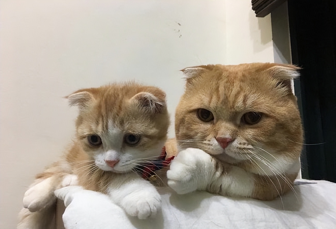 新手养猫选择公猫_猫咪的日常社交行为解析_公猫性格优势
