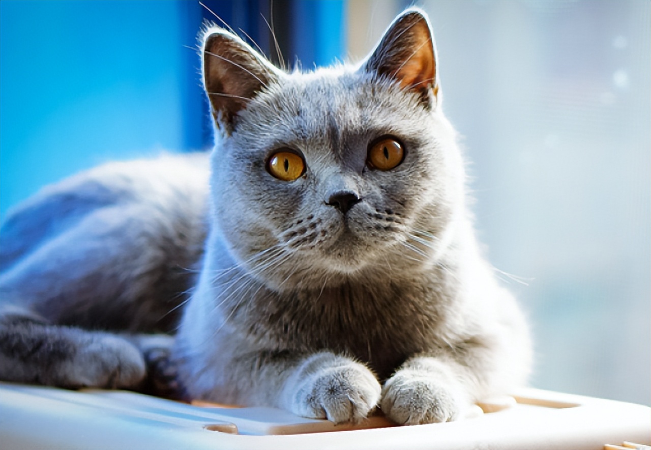 新手养猫选择公猫_公猫性格优势_猫咪的日常社交行为解析