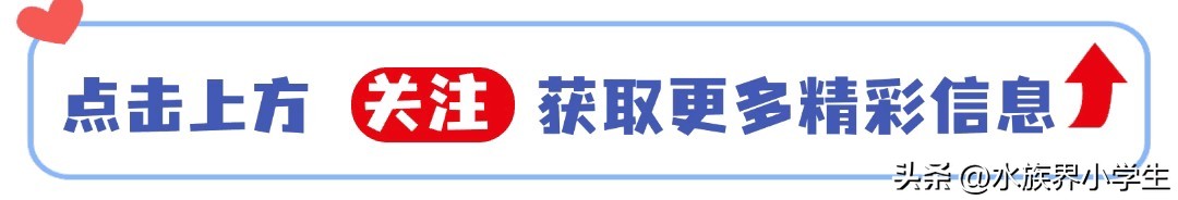避坑指南！新手养鱼零失败开缸秘籍，新手30分钟打造生态鱼缸！-派特超人-宠物