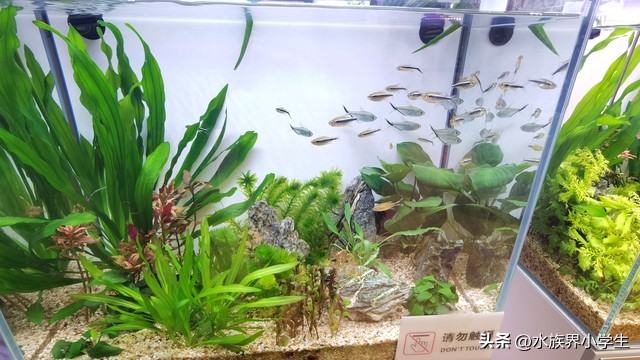 鱼缸开缸养水的正确步骤_无脑开缸_养鱼攻略