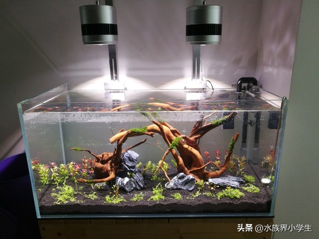 鱼缸开缸养水的正确步骤_养鱼攻略_无脑开缸