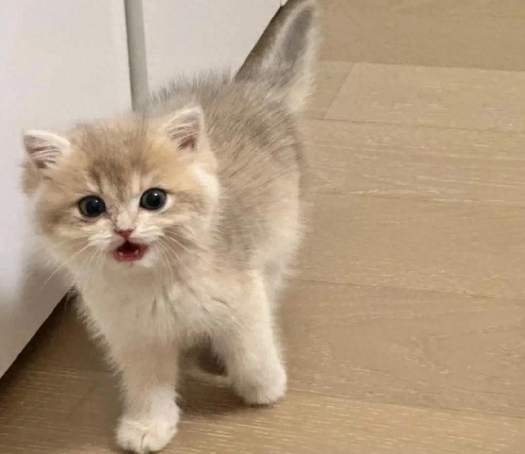 别再“惯猫”了！这7种“溺爱行为”正在悄悄伤害你的猫-派特超人-宠物