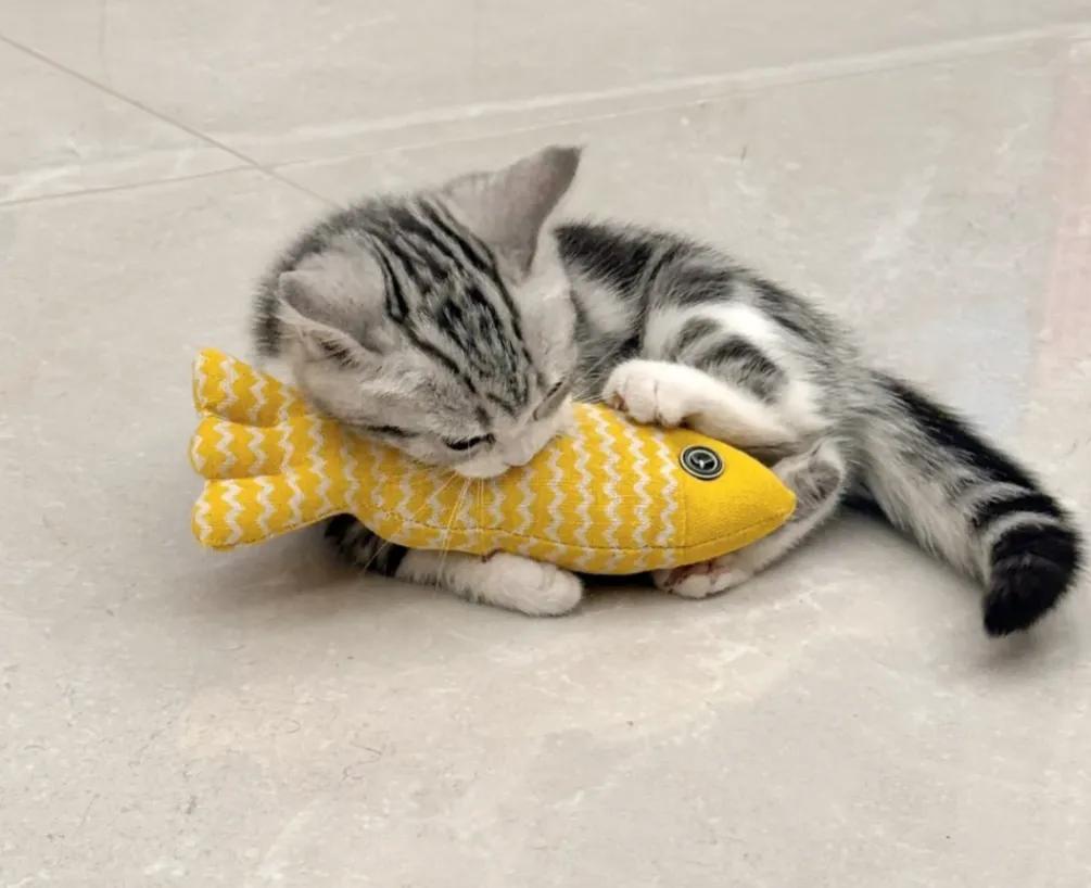 猫咪磨爪原因及解决方法_猫咪的日常社交行为解析_猫咪零食过量危害